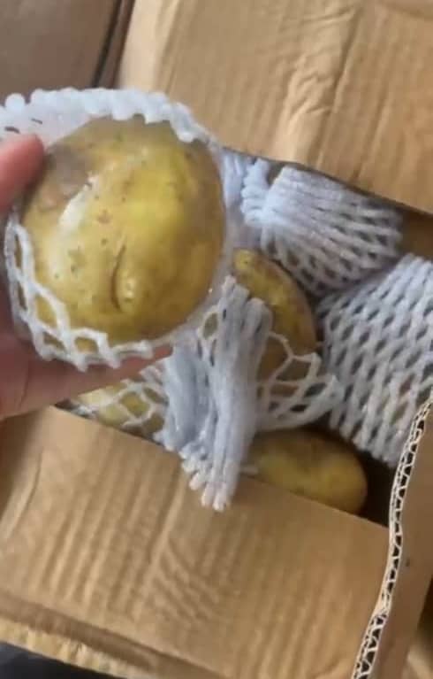 POTATO from Holland Online Hot Sale