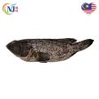 FISH KERAPU   BLACK TIGER DRAGON FISH Clean 龙虎班 Online Sale