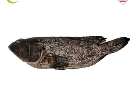 FISH KERAPU   BLACK TIGER DRAGON FISH Clean 龙虎班 Online Sale