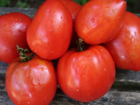 Tomate Téton de Vénus For Cheap