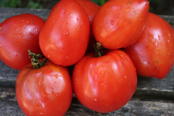 Tomate Téton de Vénus For Cheap