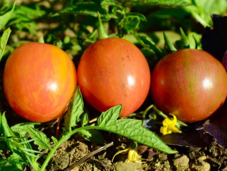 Tomates cerises Bumblebee on Sale