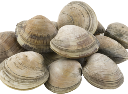 KAPAR CLAM WHOLE Fresh For Sale