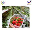 STRAWBERRIES Cameron 250g pack For Sale