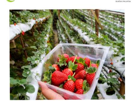 STRAWBERRIES Cameron 250g pack For Sale