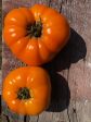 Tomate Golden Delight Online Hot Sale