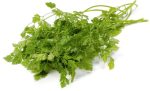 CHERVIL Hot on Sale