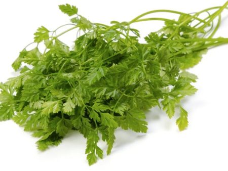 CHERVIL Hot on Sale