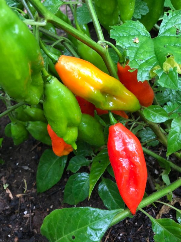 Piment Habanero Maya on Sale