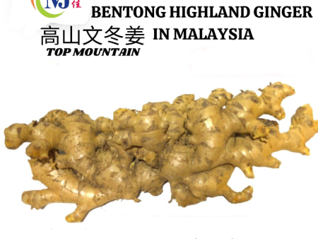 HALIA   Ginger BENTONG Premium Fresh For Discount