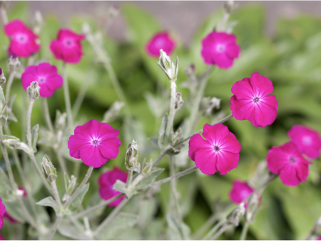 Lychnis Sale