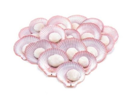 SCALLOP PINK 1 2 Shell 500g pack Online now