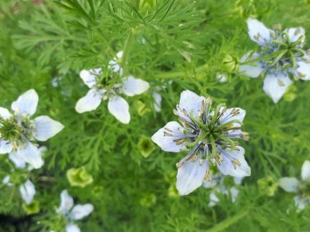 Nigelle   cumin noir  Hot on Sale