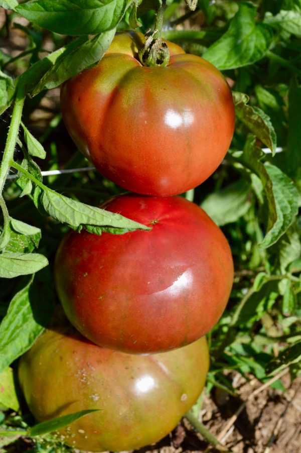 Tomate Cherokee Purple For Cheap