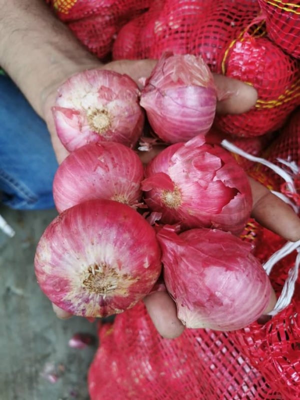 ONION RED BIG Bawang Merah Besar (with skin) For Discount