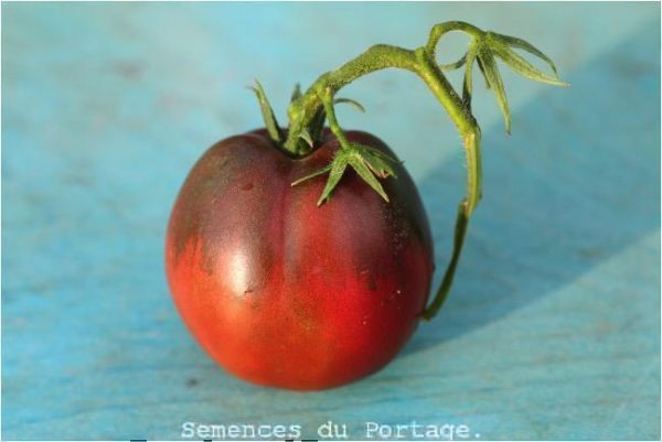 Tomate Blue Mountain For Sale