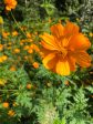 Cosmos orange For Cheap