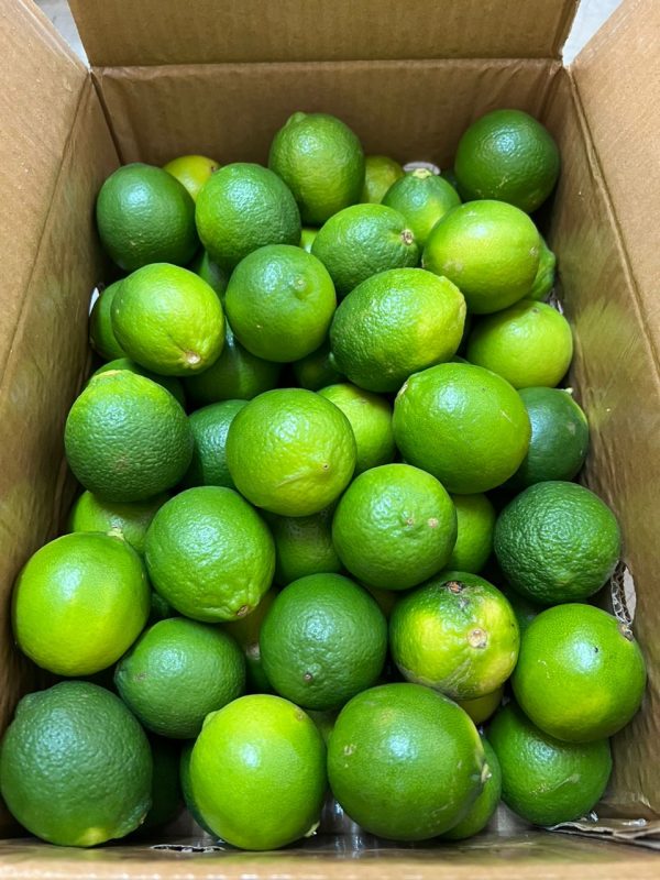 LIMAU NIPIS  LIME Green BIG Saiz Fresh Hot on Sale