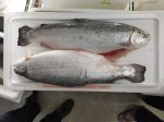 FISH SALMON TROUT WILD Norway FRESH Online Hot Sale