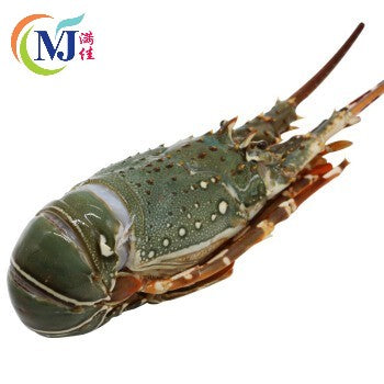 LOBSTER PRAWN Green Sabah Cheap