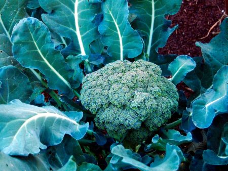 Brocoli Waltham 29 Sale