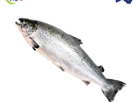 FISH SALMON WHOLE Norwegian Atlantic Frozen For Cheap