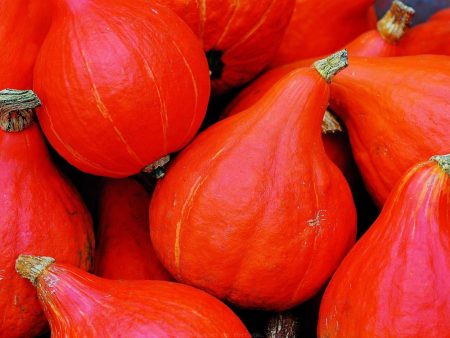 Courge Potimarron (Red Kuri) Online now