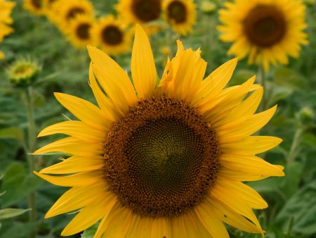 Tournesol Hella Sonnenblume For Discount