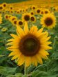 Tournesol Hella Sonnenblume For Discount