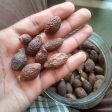 KEMBANG SEMANGKOK   Scaphium affine   Malva Nut 胖大海 Discount