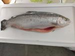 FISH SALMON TROUT WILD Norway FRESH Online Hot Sale