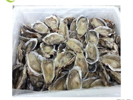 OYSTER Half Shell China Frozen Hot on Sale