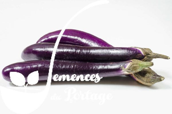 Aubergine Ping Tung Long Sale