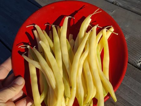 Haricot jaune Beurre de Rocquencourt Supply