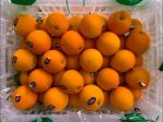 ORANGE Navel China Supply