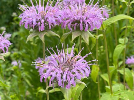 Monarde fistuleuse Discount