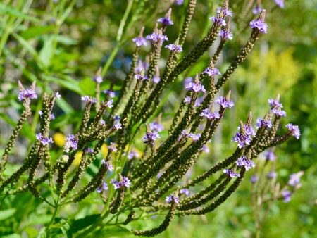 Verveine bleue Discount