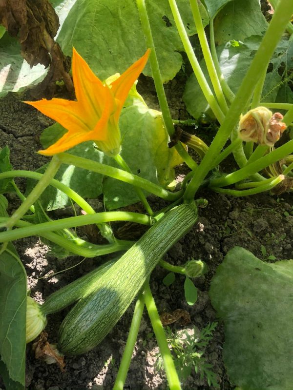 Courge d été Costata Romanesco Online