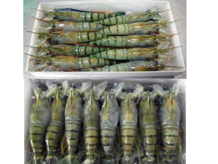 FRESH Water Prawn Udang Galah U10 9pcs pack VIETNAM Sale