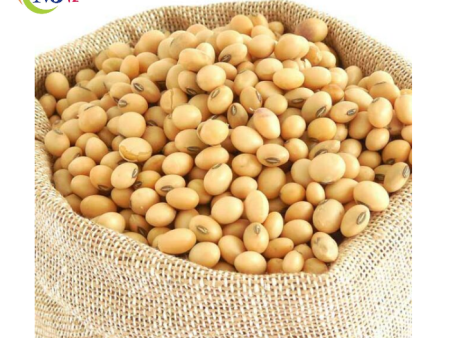 KACANG SOYA BEAN Holland Online