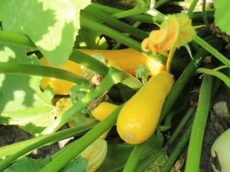 Courge d’été Yellow Crookneck Cheap