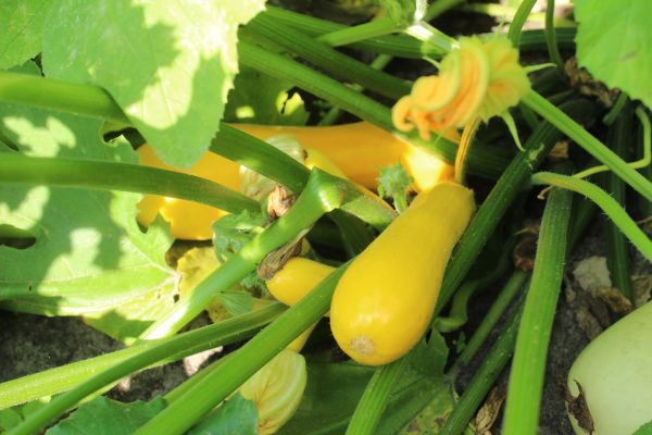 Courge d’été Yellow Crookneck Cheap