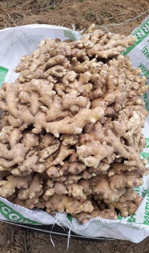 HALIA   Ginger BENTONG Premium Fresh For Discount