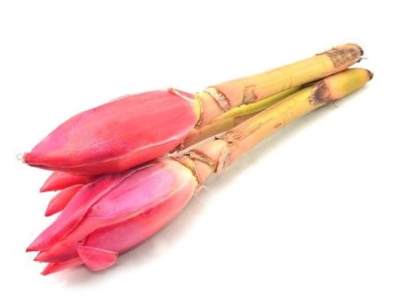 BUNGA KANTAN Torch Ginger Bud 3sticks bunch on Sale