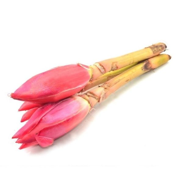 BUNGA KANTAN Torch Ginger Bud 3sticks bunch on Sale