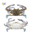 CRAB Flower BLUE Male Frozen Online now