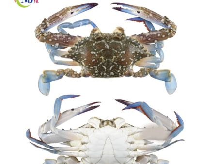 CRAB Flower BLUE Male Frozen Online now