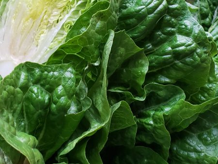 Laitue romaine Sucrine Hot on Sale