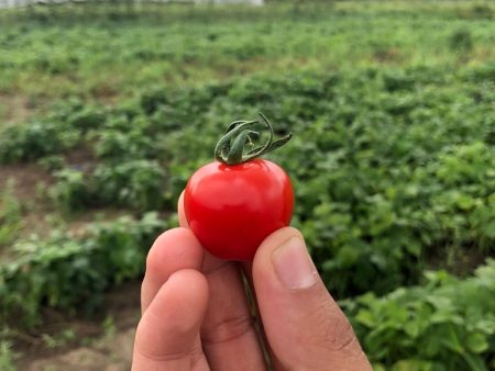 Tomate Stupice Online Hot Sale