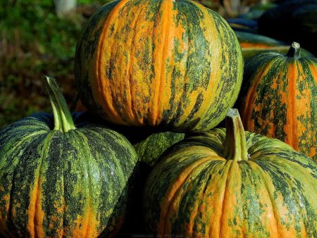 Citrouille Styrian à graines nues Sale